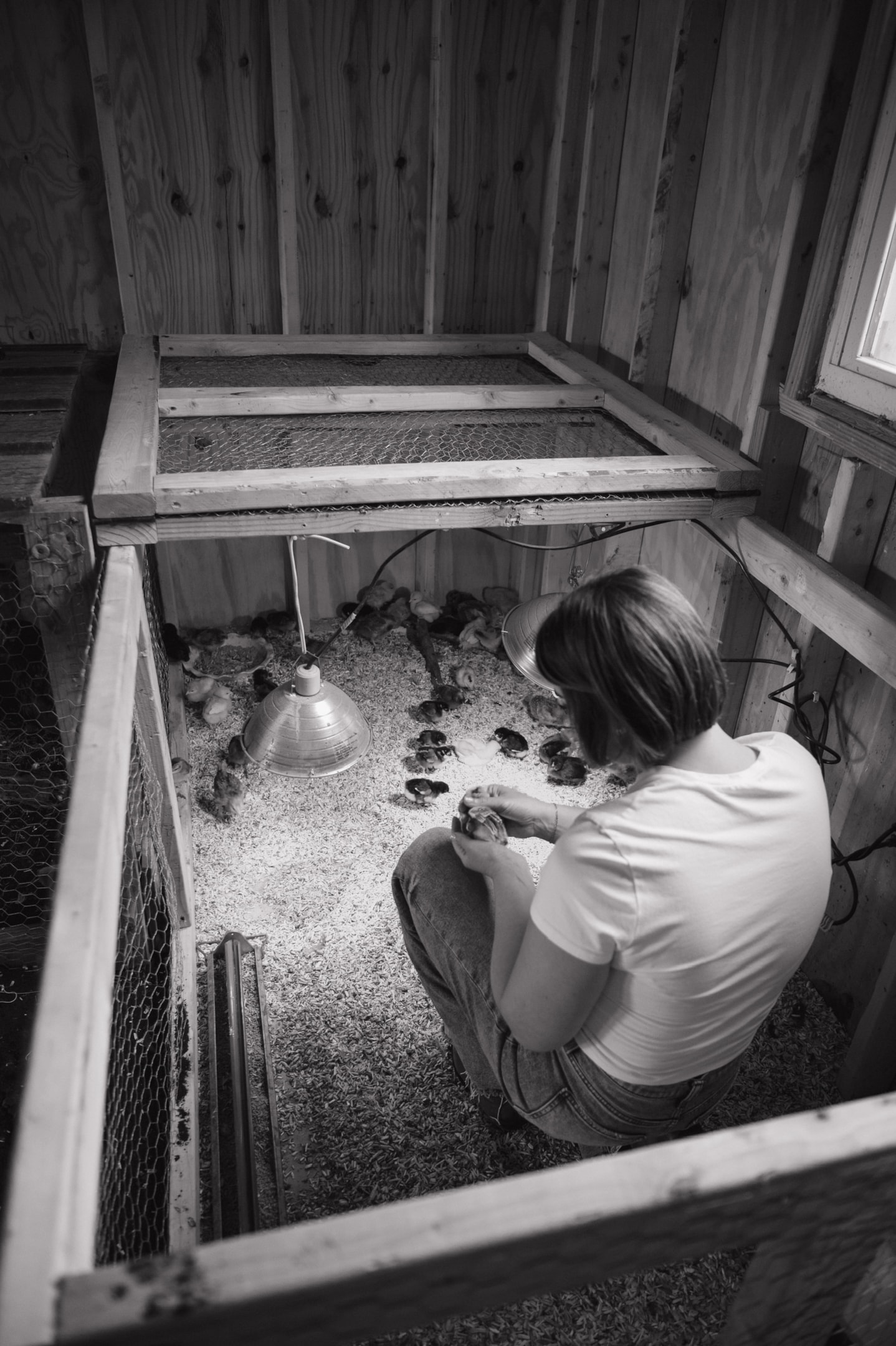 Brooder picture inside the coop with baby chicks in it.