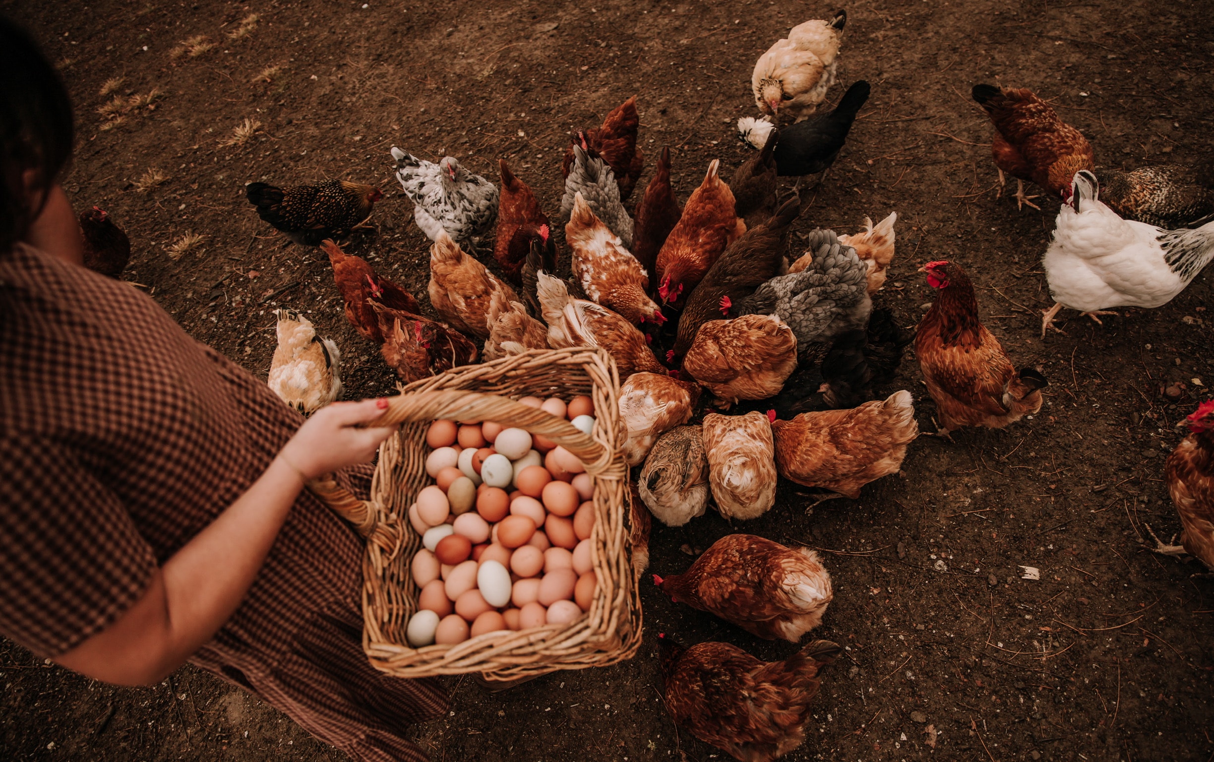 Chickens laying eggs in a cozy nesting box.