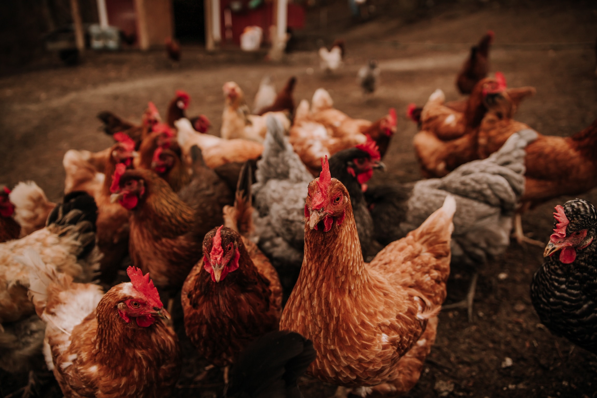 A variety of chicken breeds in a backyard setting.