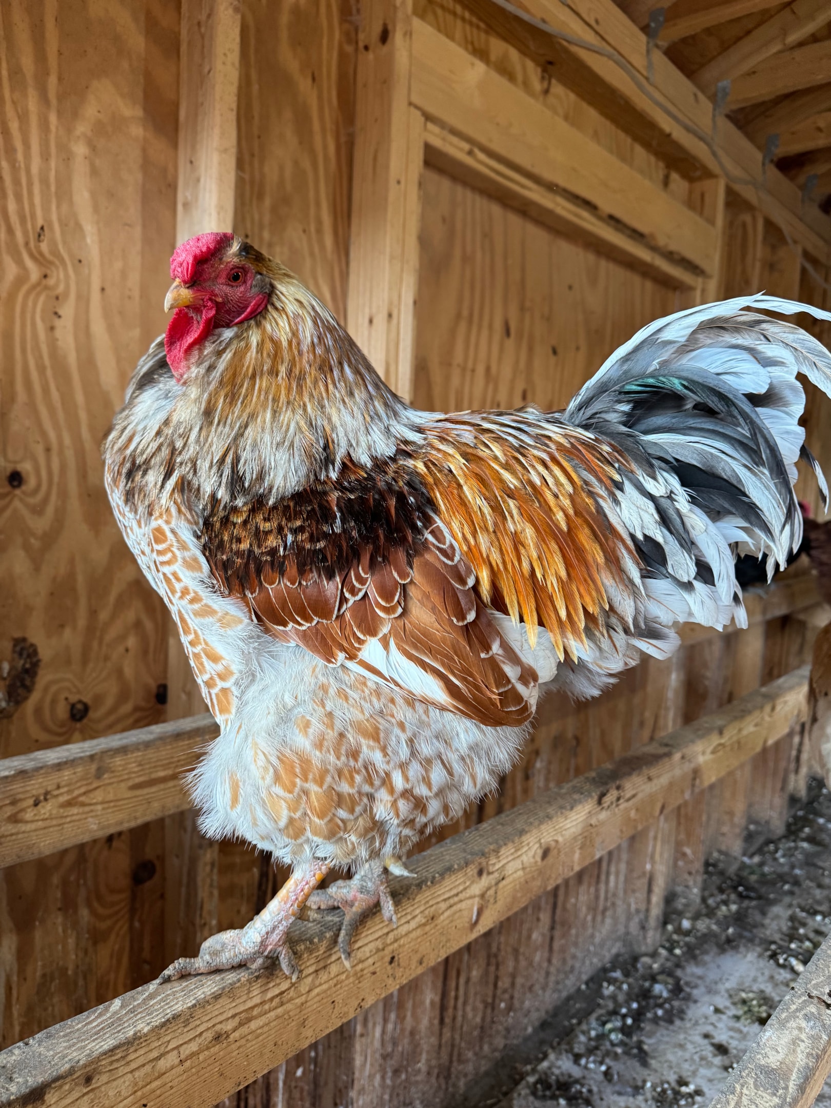 Picture a Wyandotte Rooster