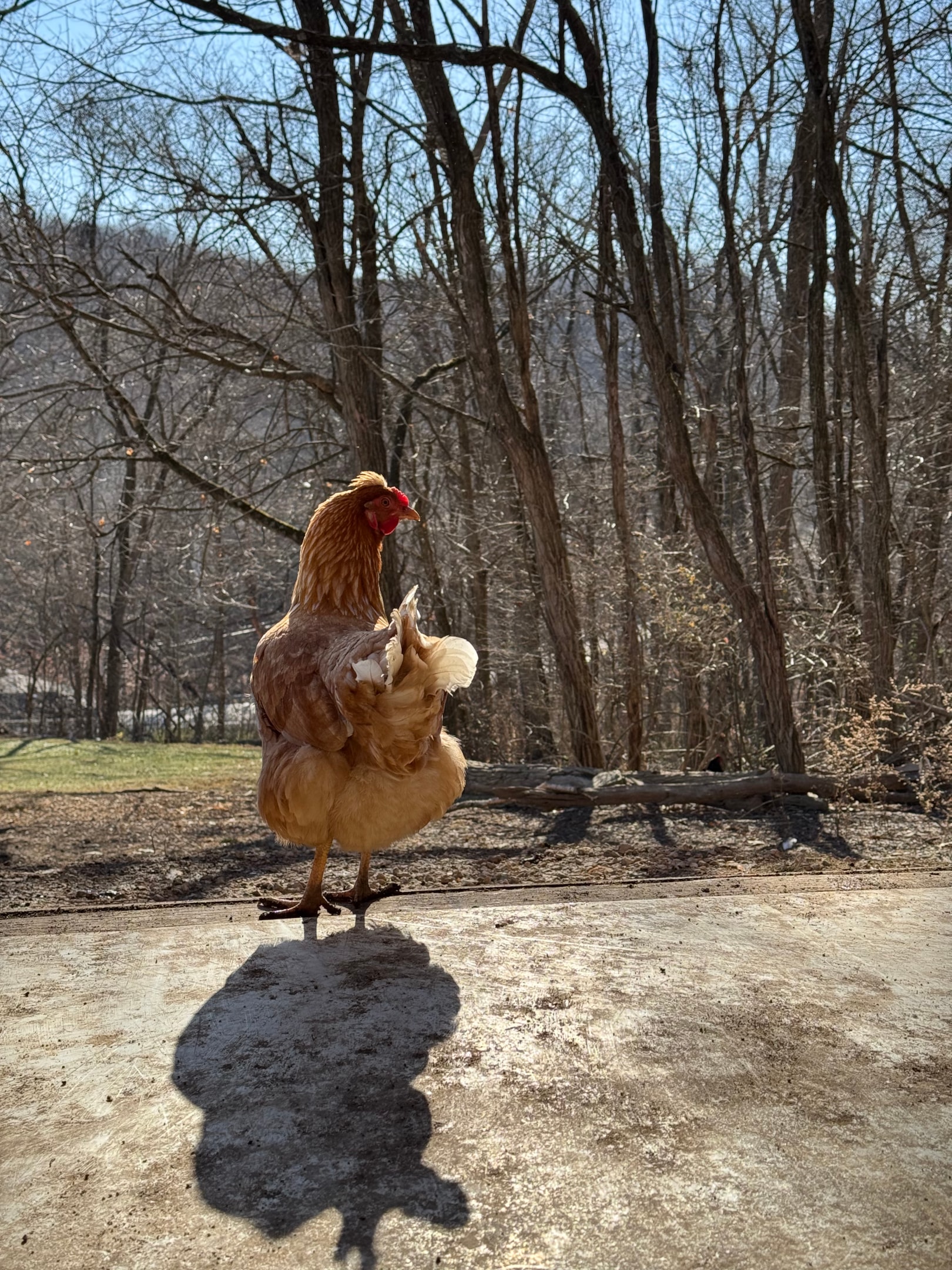 Picture of Buff Oorpinton Chicken