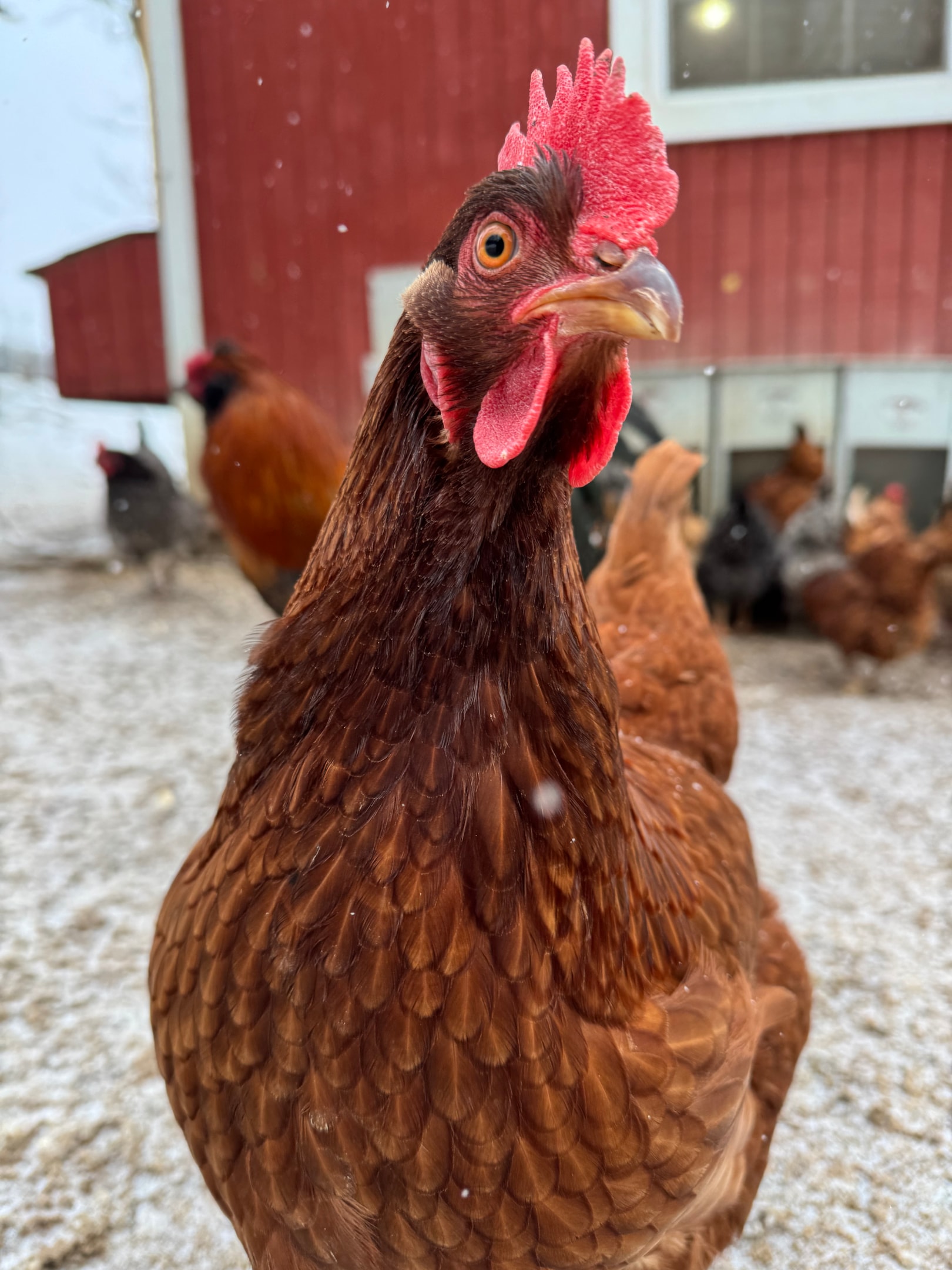 Picture of Rhode Island Red chicken