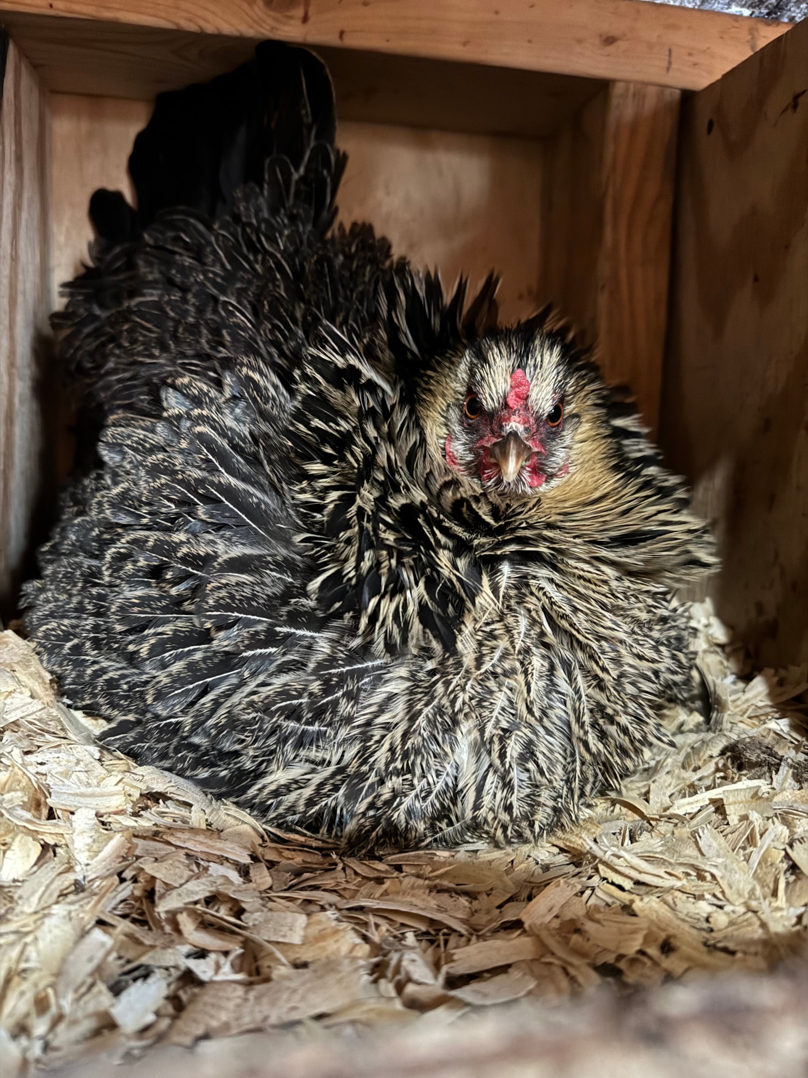 Picture of Frizzle Easter Egger chicken