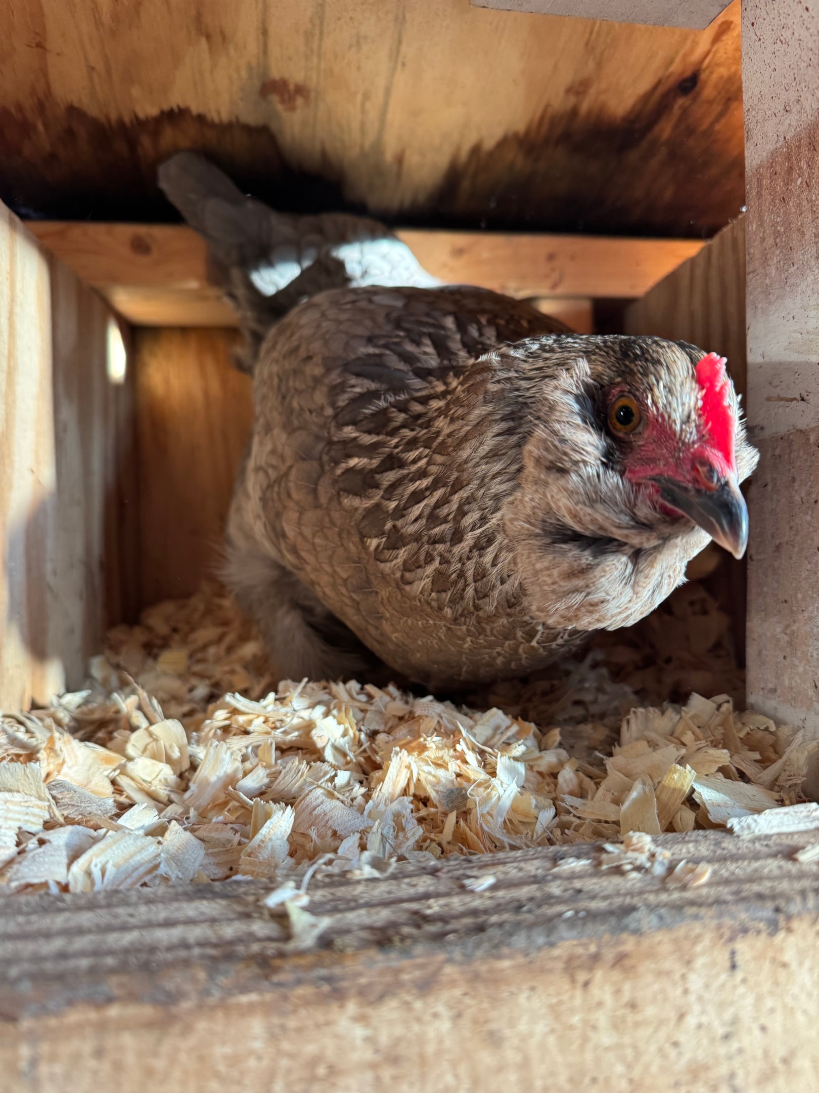 Picture of Splash Ameraucana