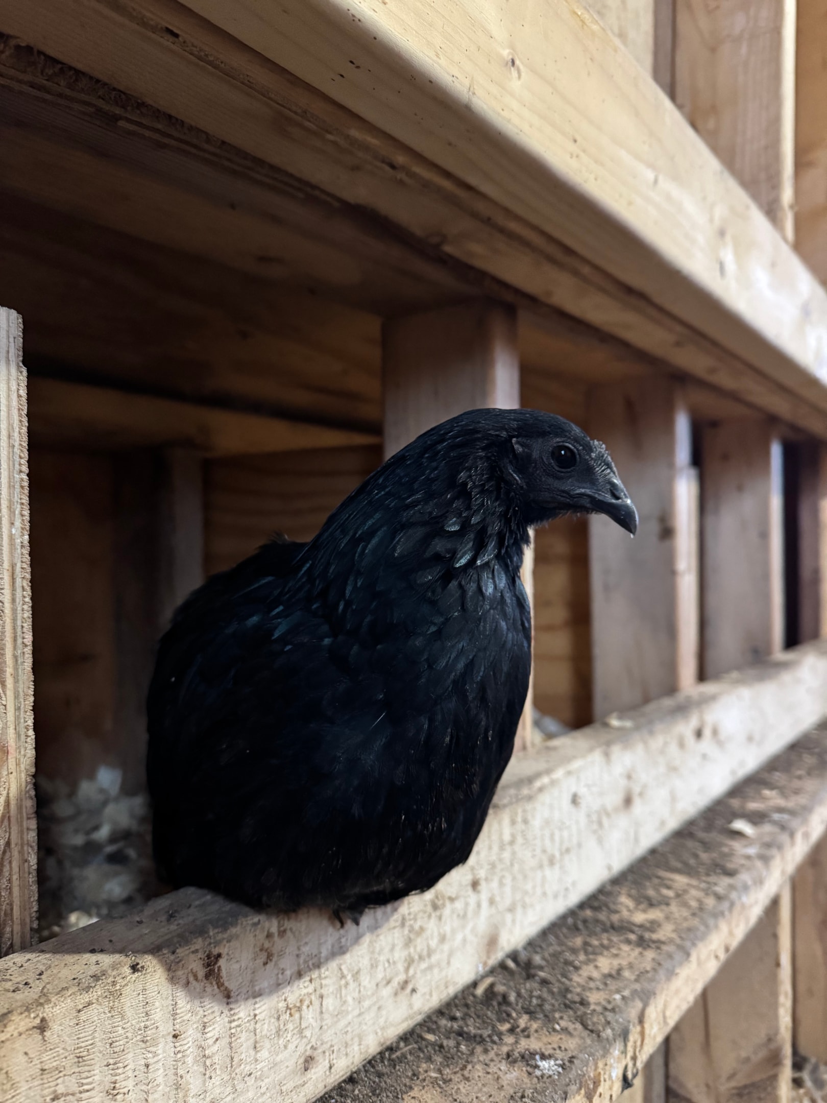 Picture of Ayam Cemani pullet